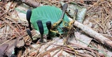 Tolypocladium ophioglossoides image