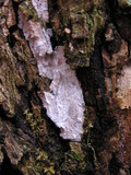 Dendrothele acerina image