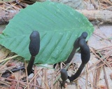 Tolypocladium ophioglossoides image