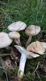 Clitocybe rivulosa image