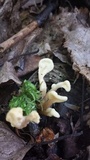 Spathularia flavida image