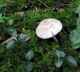 Amanita farinosa image
