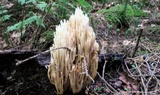Ramaria stricta image