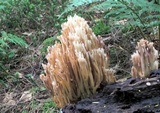 Ramaria stricta image