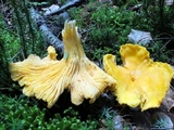 Cantharellus phasmatis image