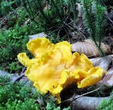 Cantharellus phasmatis image