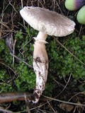 Leucoagaricus barssii image