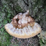 Inonotus dryadeus image