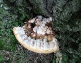 Inonotus dryadeus image