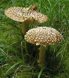 Amanita regalis image