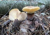 Tapinella atrotomentosa image
