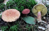 Suillus spraguei image