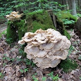 Meripilus sumstinei image