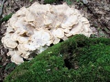 Meripilus sumstinei image