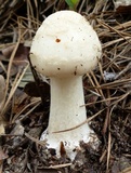 Amanita brunnescens image