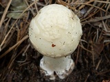 Amanita brunnescens image