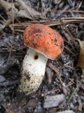 Tylopilus balloui image
