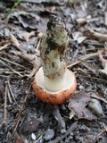 Gyroporus ballouii image