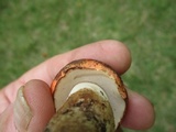 Gyroporus ballouii image