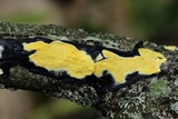 Hypocrea sulphurea image