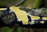 Hypocrea sulphurea image