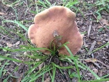 Tylopilus badiceps image