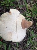 Tylopilus badiceps image