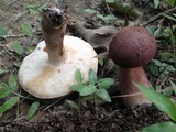 Tylopilus badiceps image