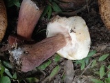 Tylopilus badiceps image