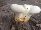 Ganoderma curtisii image