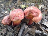 Butyriboletus floridanus image