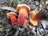 Butyriboletus floridanus image