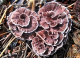 Thelephora caryophyllea image