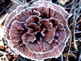 Thelephora caryophyllea image