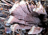 Thelephora vialis image