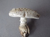 Amanita solitaria image