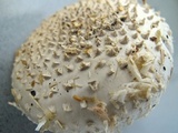 Amanita solitaria image