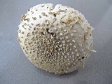 Amanita solitaria image