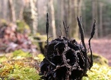 Xylaria liquidambar image