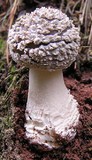 Amanita excelsa image