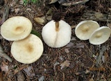 Melanoleuca alboflavida image