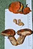 Gyroporus ballouii image
