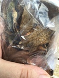 Lanmaoa pseudosensibilis image