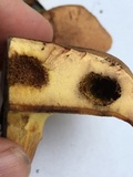 Lanmaoa pseudosensibilis image