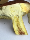 Lanmaoa pseudosensibilis image