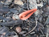 Pseudocolus fusiformis image