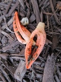 Pseudocolus fusiformis image