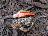 Pseudocolus fusiformis image