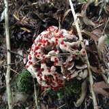 Hydnellum peckii image