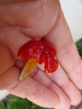 Hygrocybe acutoconica image